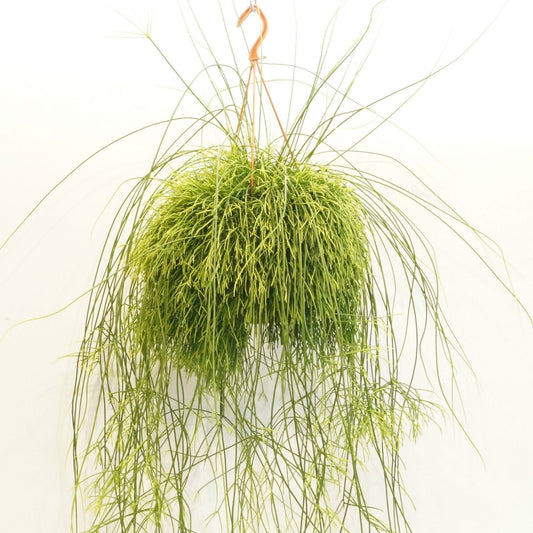 Rhipsalis large
