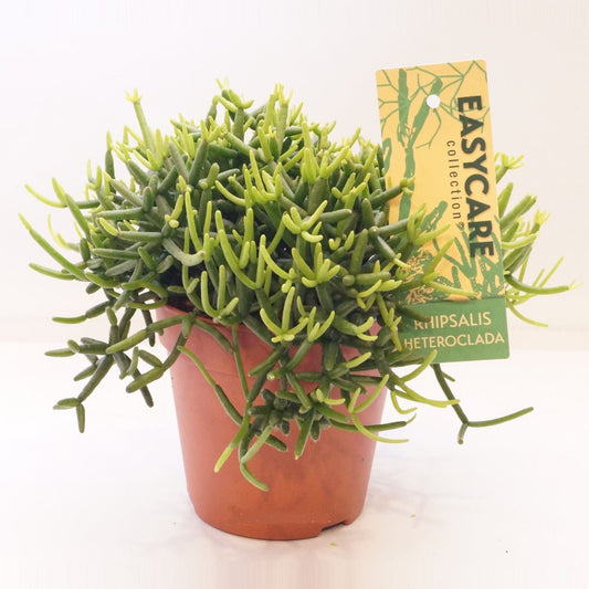 Rhipsalis Heteroclada - Small