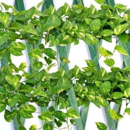 Expanding Garden Trellis Wooden Plant Flower Support Screen Panel Wall Green 180 x 90cm