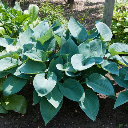 Hosta 'Halcyon' 9cm/1.5L