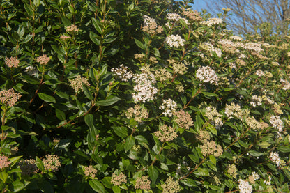 Viburnum tinus 'Eve Price' 9cm-5L