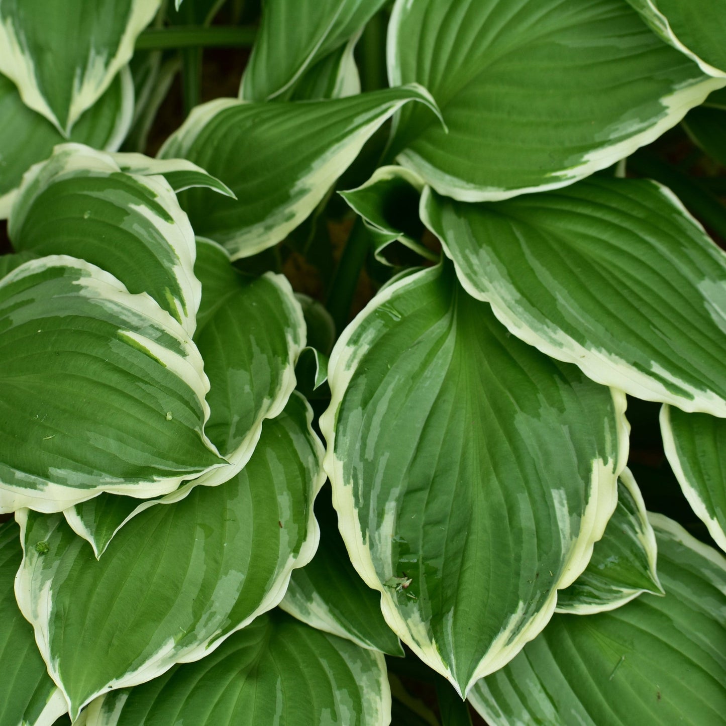 Hosta 'Francee' (fortunei) 9cm/2L