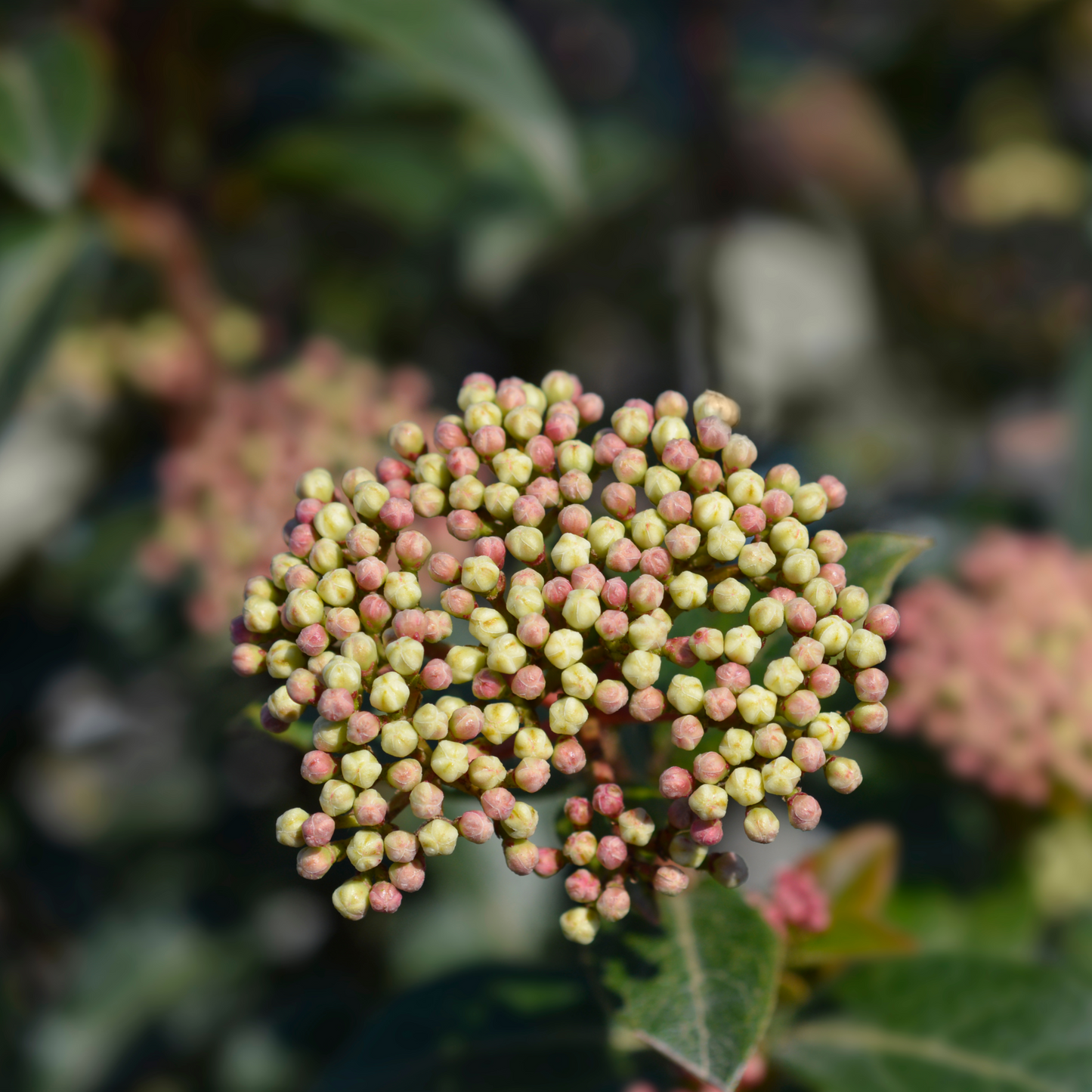Viburnum tinus 'Eve Price' 9cm-5L