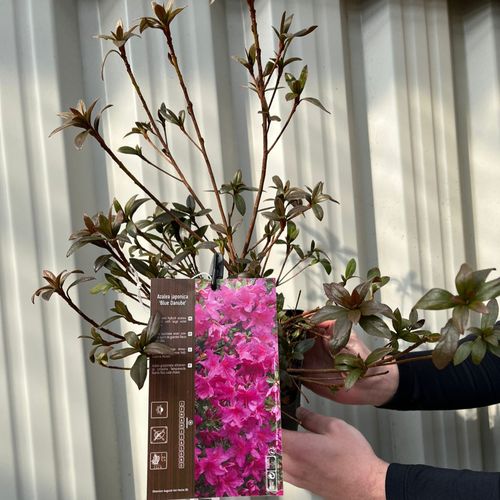 Azalea japonica 'Blue Danube' 9cm / 2L