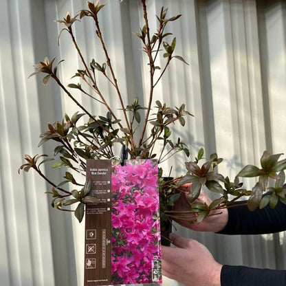 Azalea japonica 'Blue Danube' 9cm / 2L