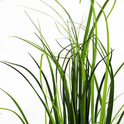 60cm Artificial Natural Lemongrass Grass Plant