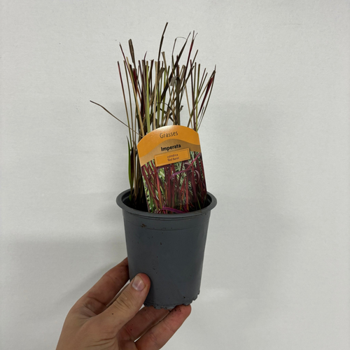 Imperata cylindrica Red Baron (Japanese Blood Grass) 9cm/2L/3L7.5L