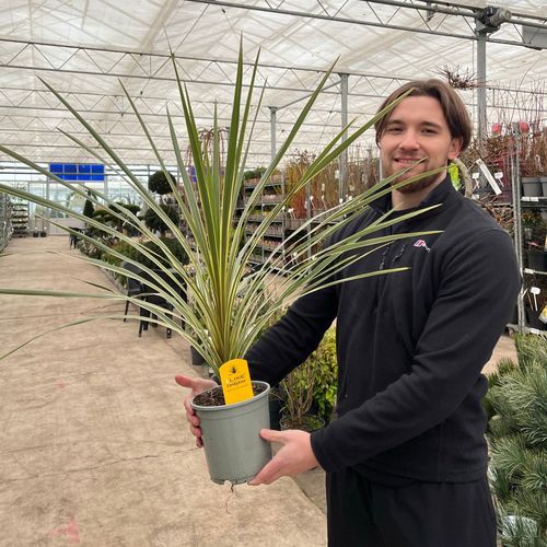 Cordyline australis 'Torbay Dazzler' 1.5L