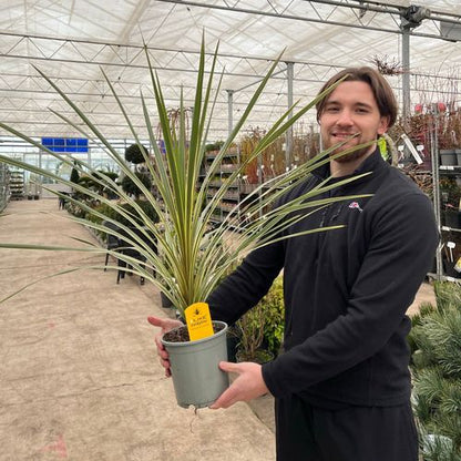 Cordyline australis 'Torbay Dazzler' 1.5L