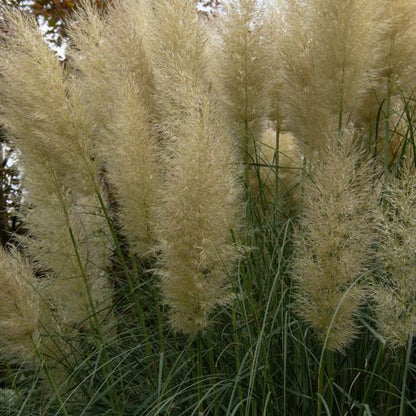 Pampas Grass - Cortaderia selloana White Plume - 50-60cm