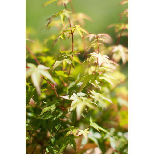 Acer palmatum 'Little Princess' 2L/3L