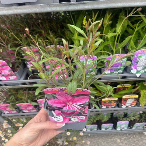 Gaura 'Siskiyou Pink' (9cm)