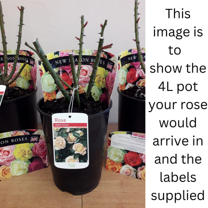 Special Anniversary Rose | Hybrid Tea Rose | 4L Potted Rose
