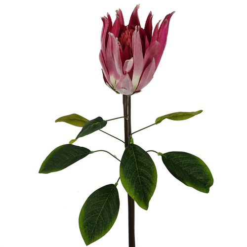 Pack of 6 x 65cm Protea Sugarbush Flower Stem - Pink