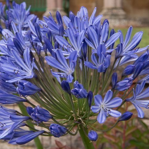Agapanthus 'Blue Umbrella' 9cm