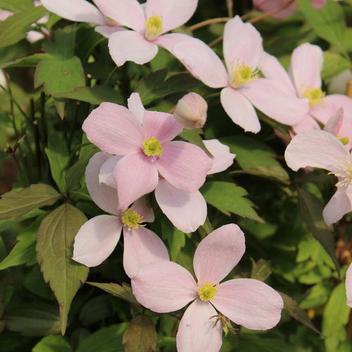 Clematis montana 'Tetrarose' 60cm