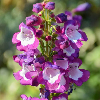 Penstemon Phoenix Violet 1.5L Pot
