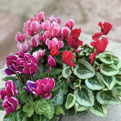 Cyclamen Mix of 3 Plants (3 x 10cm Pots)