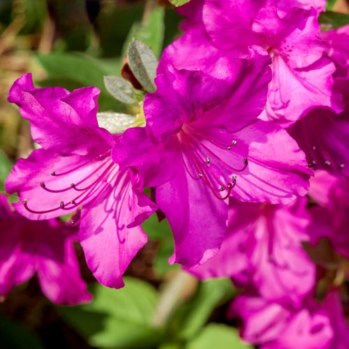 Azalea japonica 'Blue Danube' 9cm / 2L