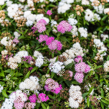 Spirea japonica 'Genpei' 1L
