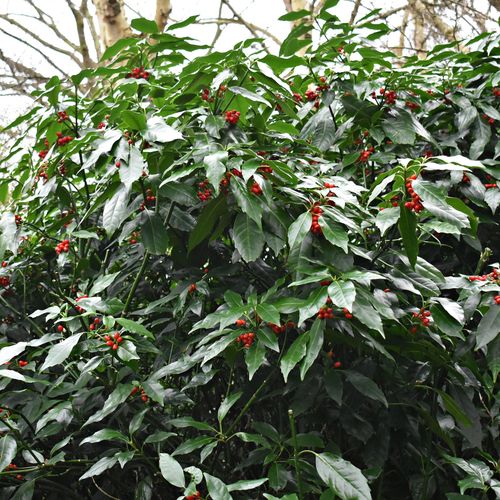 Aucuba japonica 'Rozannie' 9cm / 2L