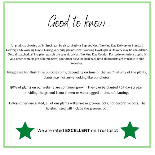 Hydrangea paniculata 'Pinky Winky' 3L