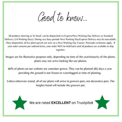 Hydrangea paniculata 'Pinky Winky' 3L