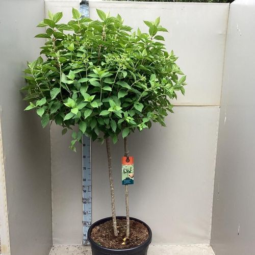 Hydrangea paniculata 'LimeLight’ Multistem Tree 45L 170cm