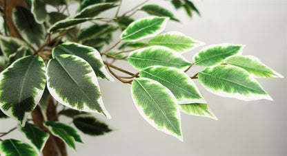 Premium 150cm Ficus Tree - 1008 Silk Leaves - Realistic & Maintenance-Free