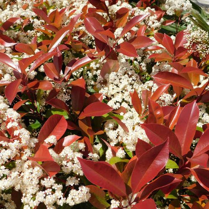 Photinia 'Red Robin' on frame 150-180cm