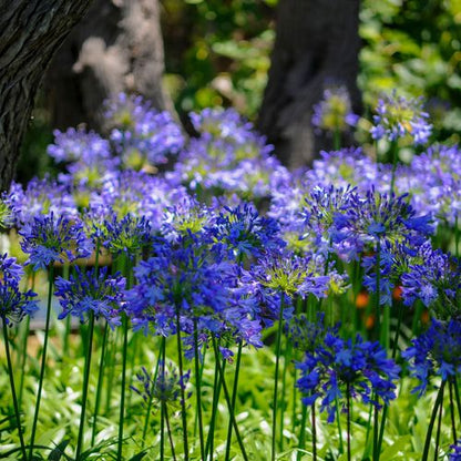 Agapanthus 'Blue Umbrella' 9cm