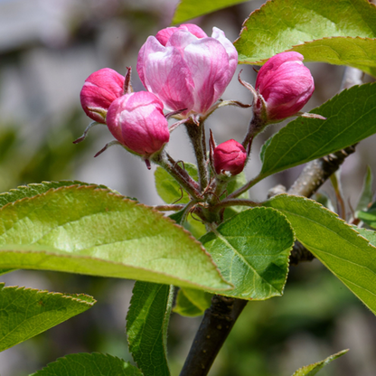 Escallonia 'Apple Blossom' 9cm