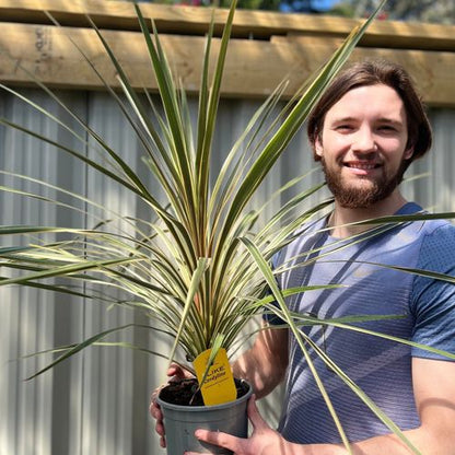 Cordyline australis 'Torbay Dazzler' 1.5L