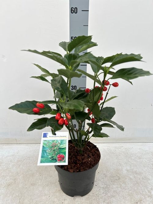 Aucuba japonica 'Rozannie' 9cm / 2L