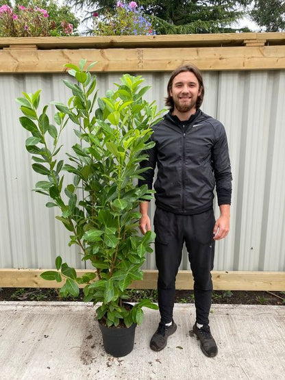 5-6ft Potted Cherry Laurel Hedge Plants 140-180cm