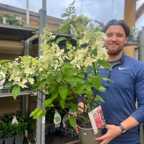 Hydrangea paniculata 'Pinky Winky' 3L