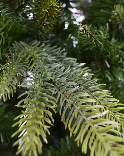 Minnesota Pine - 10ft Artificial Christmas Tree