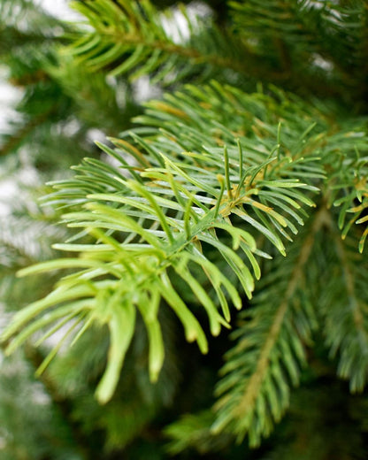 Grandis Fir 7ft Artificial Christmas Tree