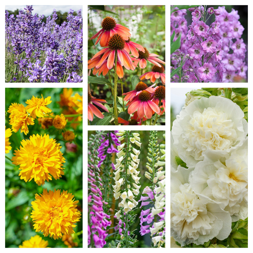 Cottage Garden Perennial Mix (3/6/10 Plants)