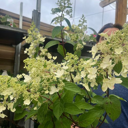 Hydrangea paniculata 'Pinky Winky' 3L