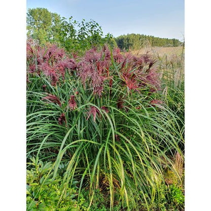 Miscanthus sinensis Boucle 9cm