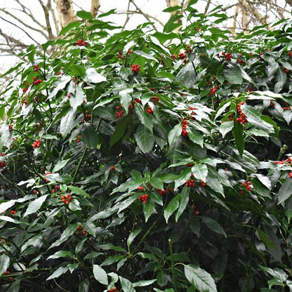 Aucuba japonica 'Rozannie' 9cm / 2L