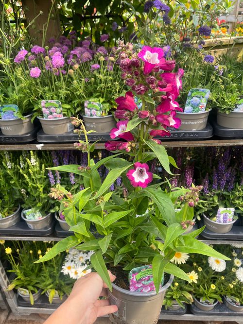 Penstemon Phoenix Violet 1.5L Pot