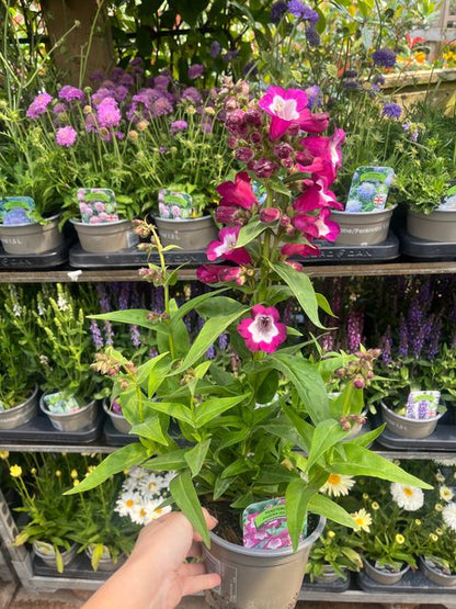 Penstemon Phoenix Violet 1.5L Pot