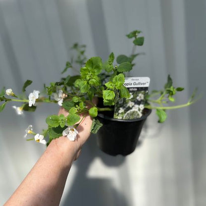 Bacopa White (9cm Growers Pot)