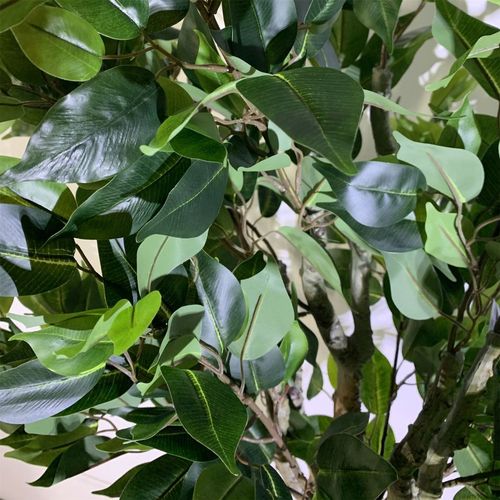 100cm Leaf Realistic Artificial Ficus Tree / Plant Bush Ficus Gold Planter