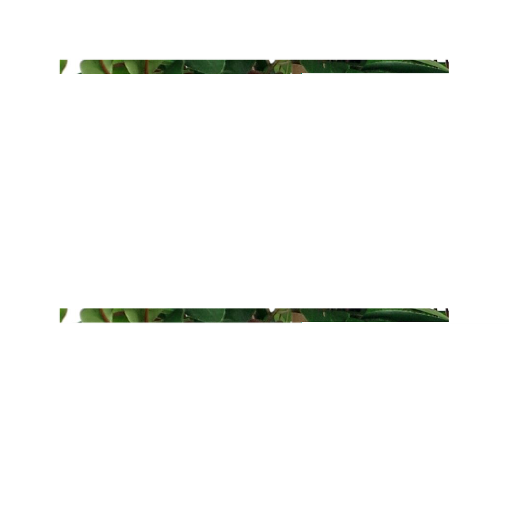 90cm Luxury Artificial Ficus Tree | Smilax Sarsaparilla | Premium Quality