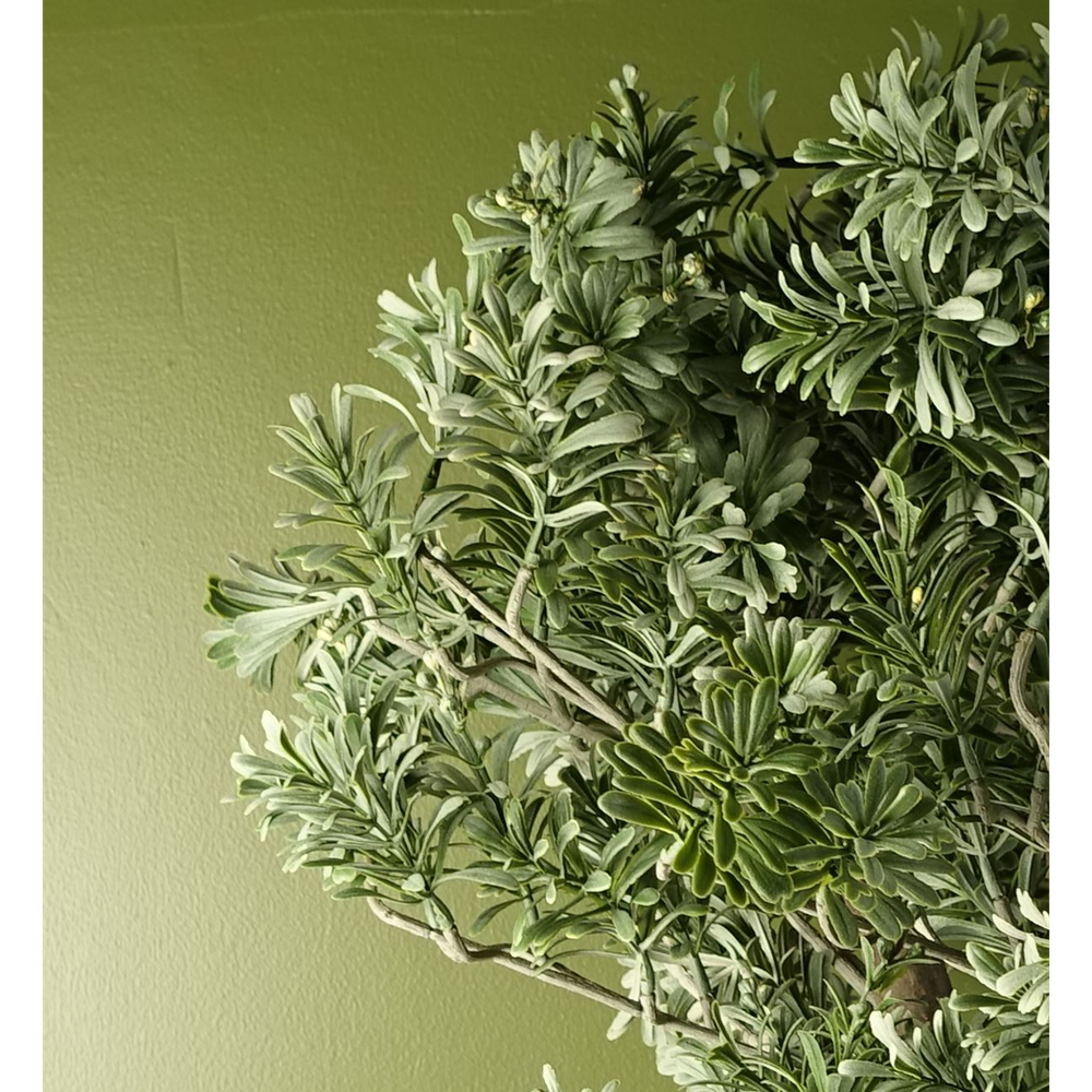 Premium Artemisa Evergreen Shrub - Lifelike & Durable - 70cm Tall