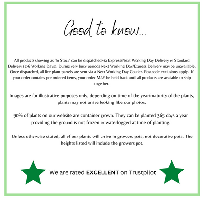 Absolutely Fabulous | Floribunda | 4L Potted Rose