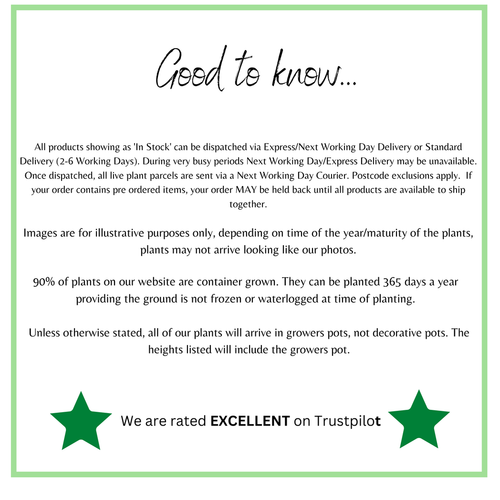 Acer palmatum 'Little Princess' 2L/3L